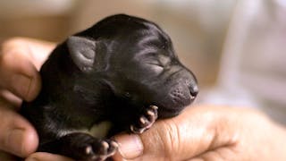 Newborn puppy being held by breeder